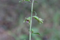 Dune Helleborine (Epipactis dunensis), LWT Messingham.