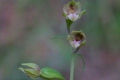 Dune Helleborine (Epipactis dunensis), LWT Messingham.