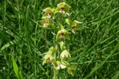 Dune Helleborine (Epipactis dunensis), Thorne Moor.