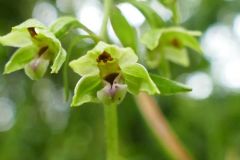 Broad Leaved Helleborine (Epipactis helleborine), Thorne Moor.