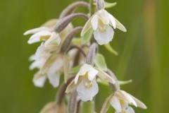 Marsh Helleborine (Epipactis palustris), light colour form, Rimac,