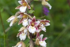 Marsh Helleborine (Epipactis palustris), YWT Stavely.