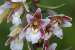 Marsh Helleborine (Epipactis palustris), YWT Stavely.