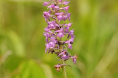 Fragrant Orchid (Gymnadenia conopsea), Barnack Hills & Holes, Cambs.