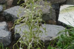 Lizard Orchid (Himantoglossum hircinum), Doncaster.