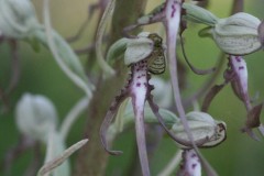 Lizard Orchid (Himantoglossum hircinum), near Potteric Carr.