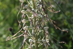 Lizard Orchid (Himantoglossum hircinum), near Potteric Carr.