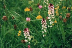 Neotinea ustulata, - Burnt Tip Orchid,, Crowle.