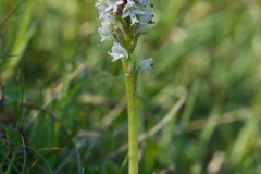 Burnt-tip Orchid (Orchis ustulata), Pickering.