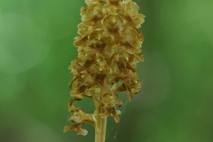 Bird's Nest Orchid (Neottia nidus-avis), Whitwell Wood, Derbys.