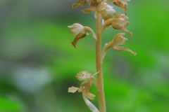 Bird's Nest Orchid (Neottia nidus-avis), Whitwell Wood, Derbys.