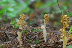 Bird's Nest Orchid (Neottia nidus-avis), Whitwell Wood, Derbys.