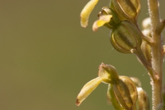 Common Twayblade (Neottia ovata), Bevercotes Pit Wood, Notts.