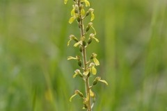 Common Twayblade (Neottia ovata), Lindrick.