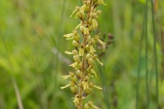 Common Twayblade (Neottia ovata), YWT Stavely.