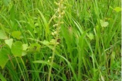 Common Twayblade (Neottia ovata), Sprotbrough Flash Natures Reserve.