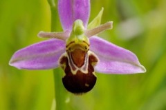 Bee Orchid (Ophrys apifera), Lindrick.