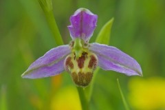 Bee Orchid (Ophrys apifera v. belgarum), Lindrick.