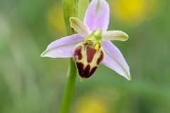 Bee Orchid (Ophrys apifera), Lindrick.