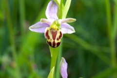 Bee Orchid (Ophrys apifera v. belgarum), Lindrick.