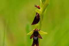 Fly Orchid (Ophrys insectifera), Gait Barrows NNR, Lancs.