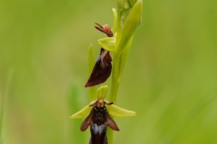 Fly Orchid (Ophrys insectifera), Gait Barrows NNR, Lancs.