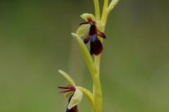 Fly Orchid (Ophrys insectifera), Gait Barrows NNR, Lancs.