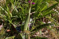 Early Purple Orchid (Orchis mascula), Eaton and Gamston Woods.