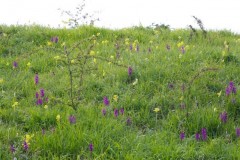 Early Purple Orchids (Orchis mascula), YWT Brockadale.