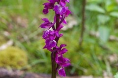 Early-purple Orchid (Orchis mascula), Eaton Wood.