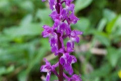 Early-purple Orchid (Orchis mascula), Eaton Wood.