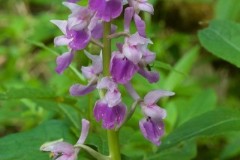 Early-purple Orchid (Orchis mascula), bi-colour form, Eaton Wood.