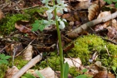 Early-purple Orchid (Orchis mascula), white form, Eaton Wood.