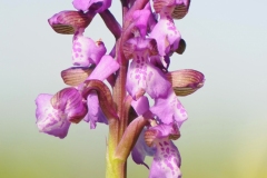 Green-winged Orchid (Orchis morio), Ashton's Meadow, Notts.