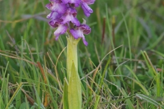 Green-winged Orchid (Orchis morio), Ashton's Meadow, Notts.