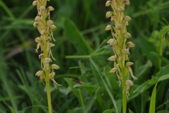 Man Orchid (Aceras anthropophorum), Barnack Hills & Holes NNR, Cambridgeshire.