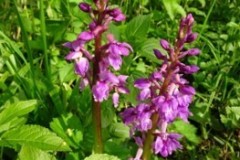 Early Purple Orchid (Orchis mascula), Spring Rein, Cusworth.