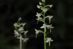 Greater Butterfly Orchid (Platanthera chlorantha), Gamston Wood, Notts.