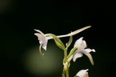 Greater Butterfly Orchid (Platanthera chlorantha), Gamston Wood, Notts.