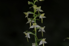 Greater Butterfly Orchid (Platanthera chlorantha), Gamston Wood, Notts.