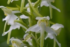 Greater Butterfly Orchid (Platanthera chlorantha), Eaton Wood.