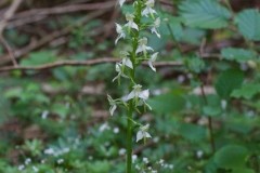 Greater Butterfly Orchid (Platanthera chlorantha), Eaton Wood.