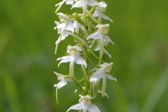 Greater Butterfly Orchid (Platanthera chlorantha), Eaton Wood.