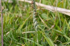 Autumn Ladies Tresses (Spiranthes spiralis), YWT Ledsham Bank.