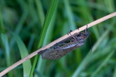 Sialis lutaria -  Alder Fly, Kilamarsh