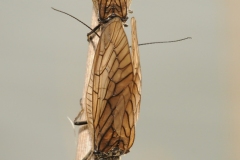 Sialis lutaria -  Alder Fly, Bevercotes