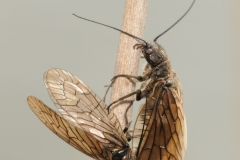 Sialis lutaria -  Alder Fly, Bevercotes