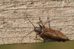 Sialis lutaria -  Alder Fly, Lound