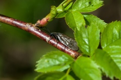 Sialis lutaria -  Alder Fly