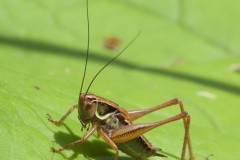 Metrioptera roeselii - Roesel’s Bush Cricket, Chamber’s Farm Wood, Lincs.